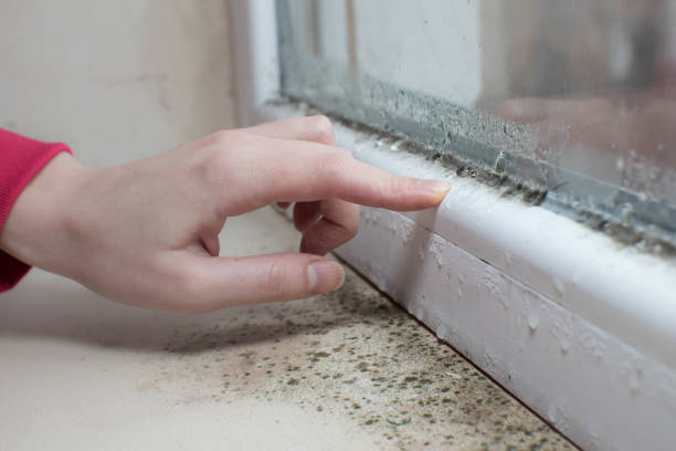 Best Industrial Mold Remediation  in Eagle Lake, MN