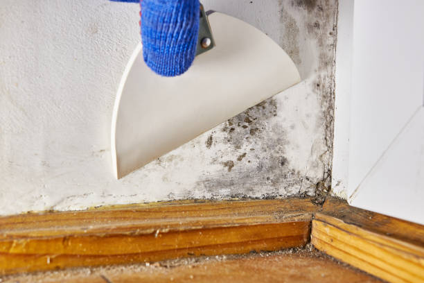Best Biohazard Mold Removal  in Eagle Lake, MN